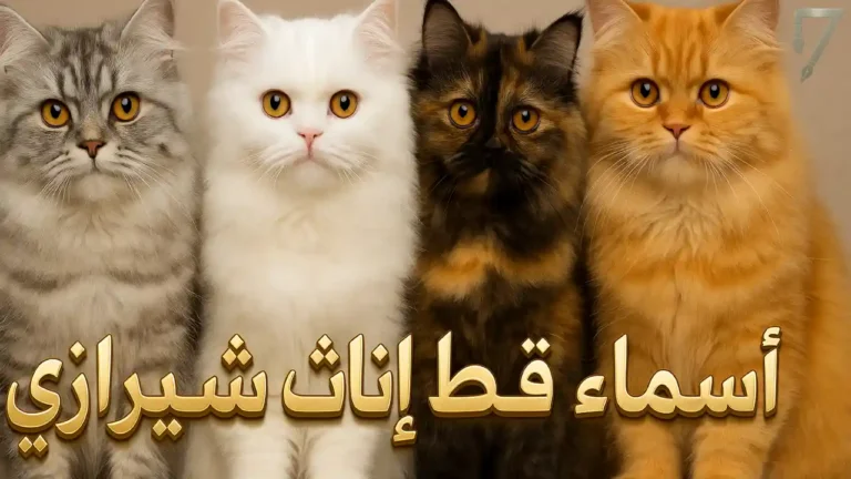 اسماء قطط اناث شيرازي